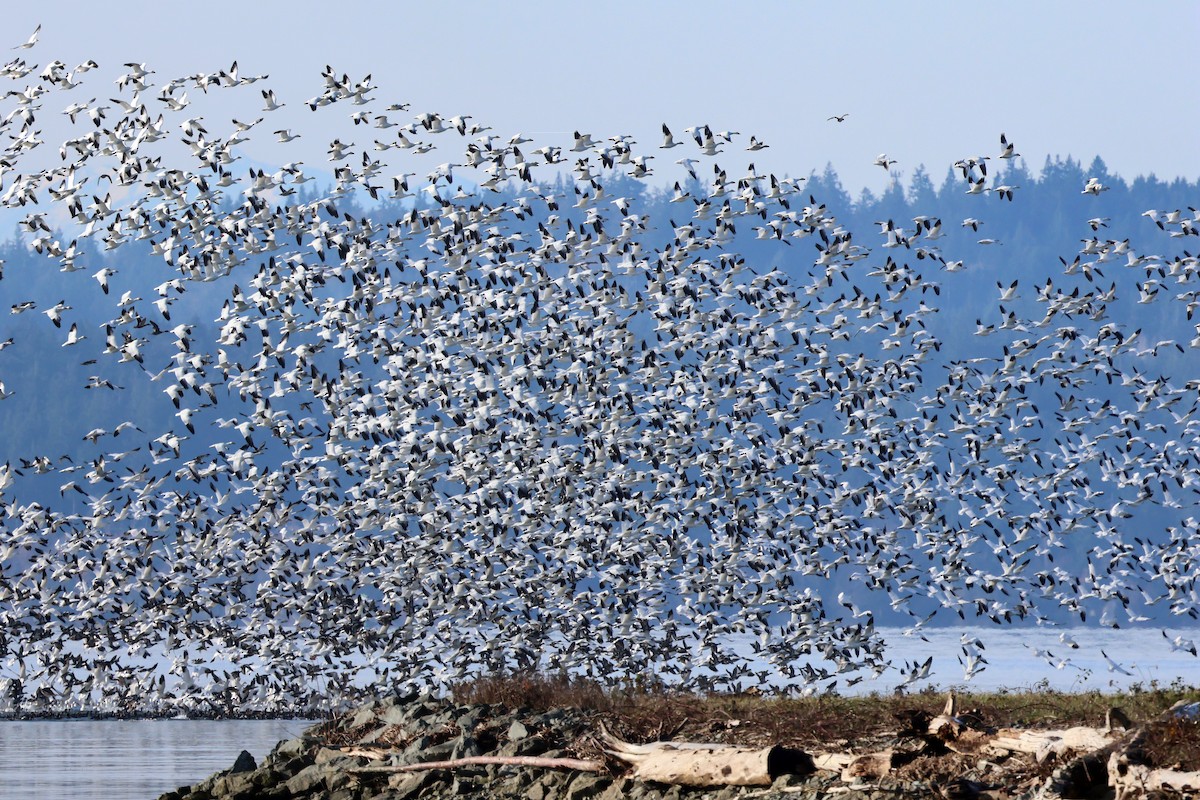 Snow Goose - ML646212180