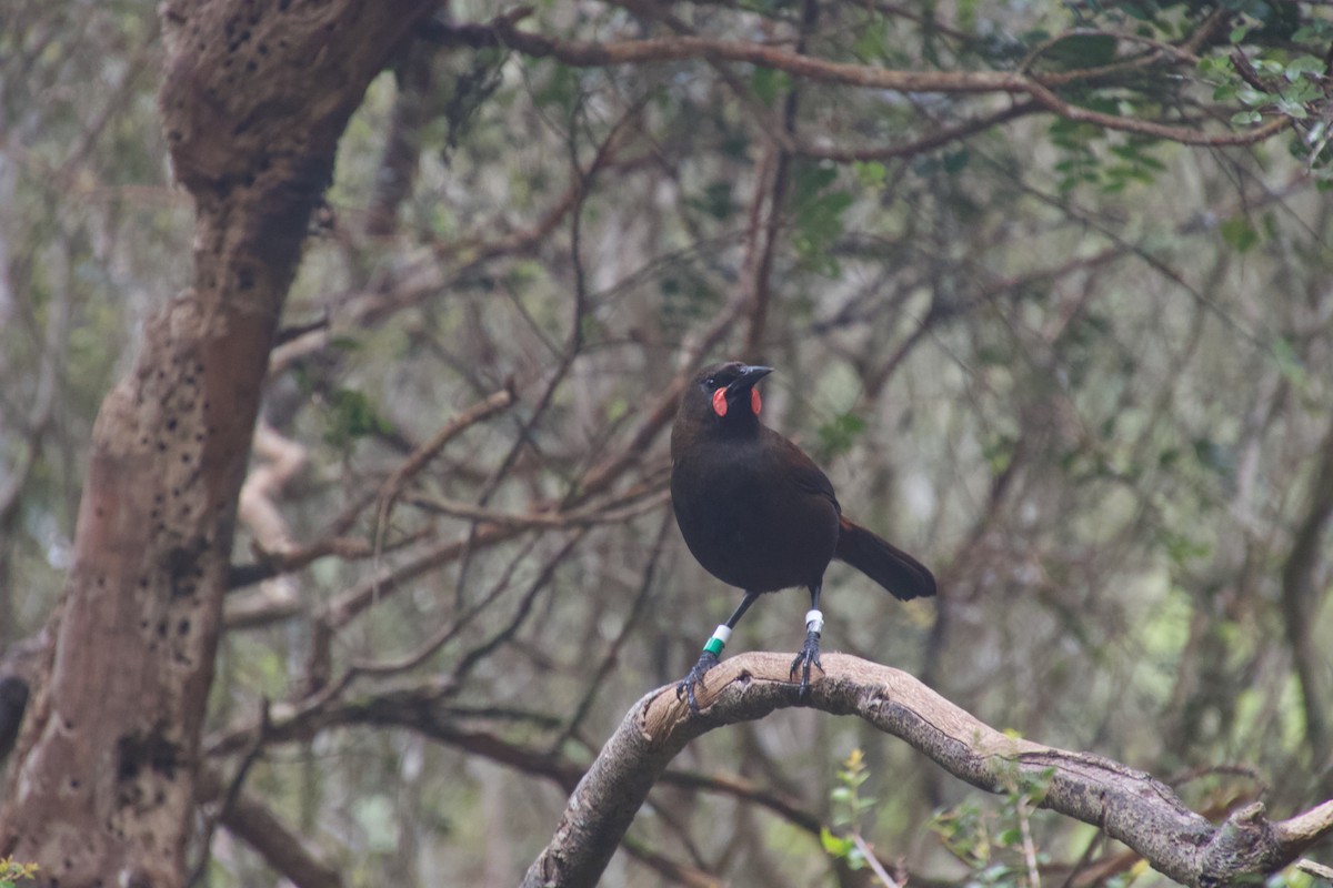 South Island Saddleback - ML646212182