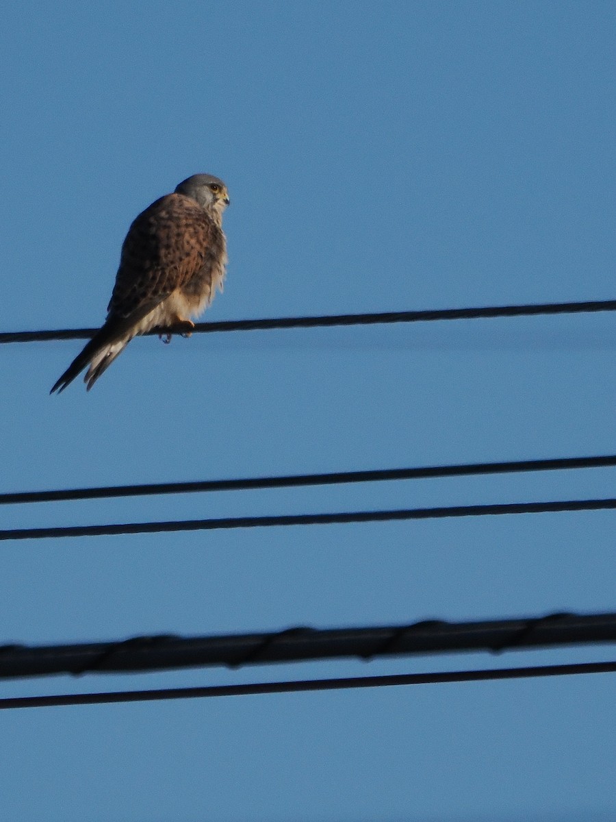 紅隼 - ML646212183