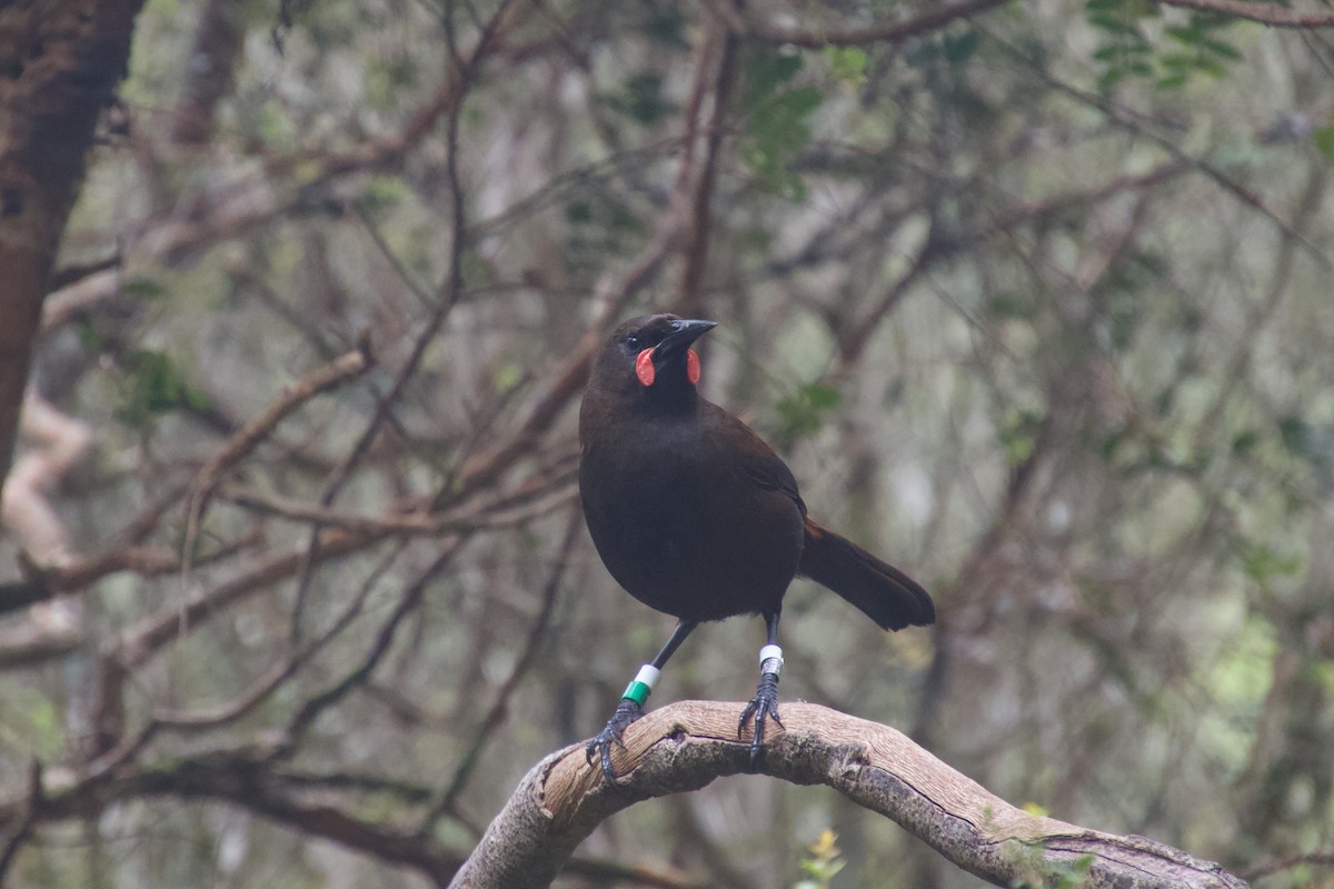 South Island Saddleback - ML646212184