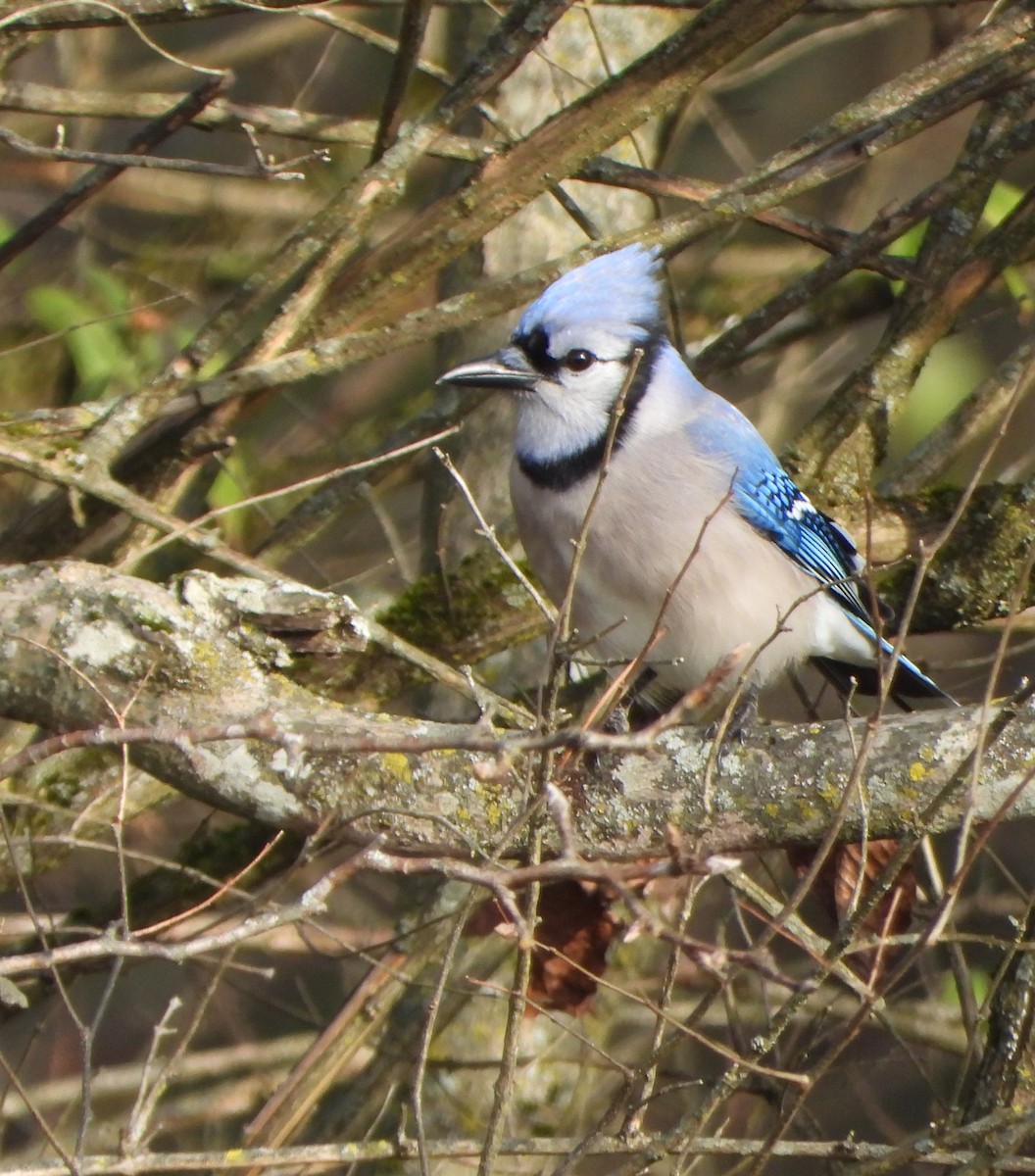 Blue Jay - ML646212185