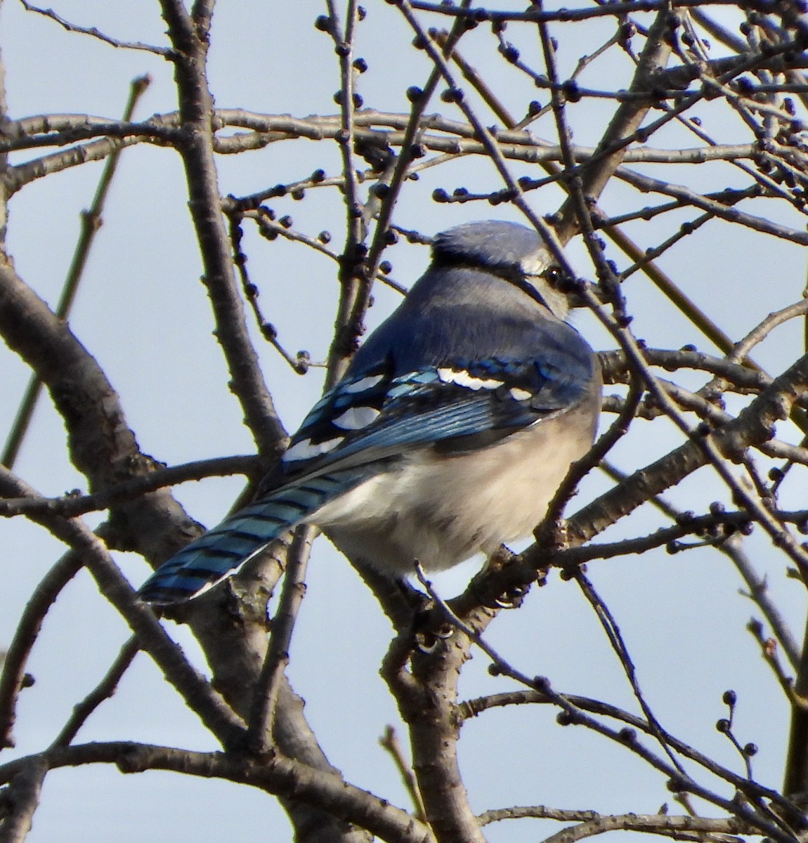 Blue Jay - ML646212186