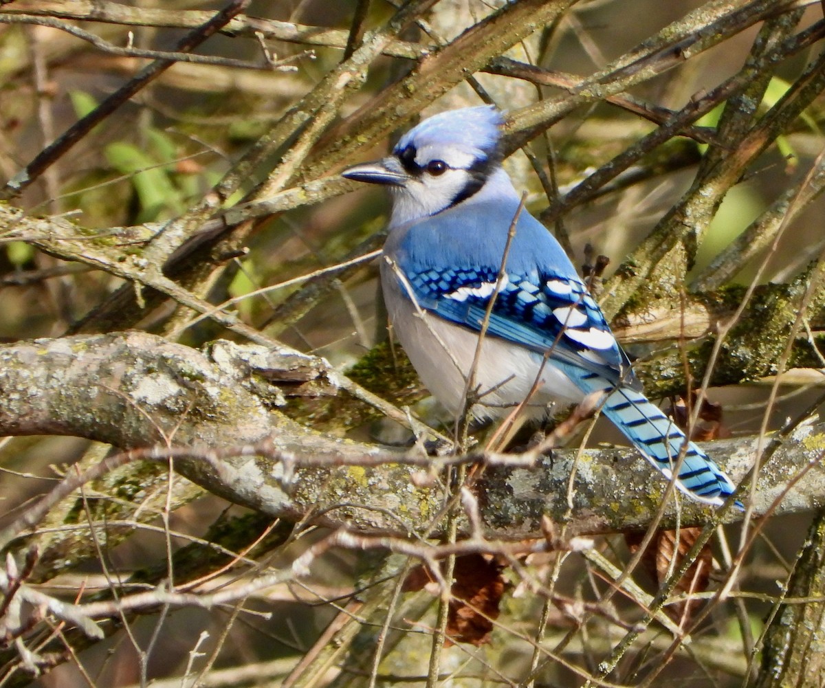 Blue Jay - ML646212187