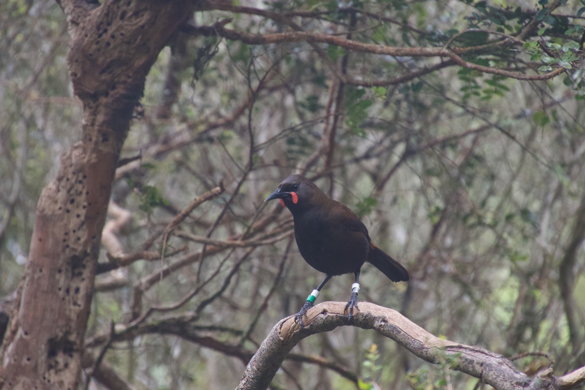 South Island Saddleback - ML646212190
