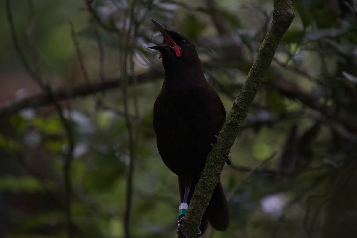 South Island Saddleback - ML646212191
