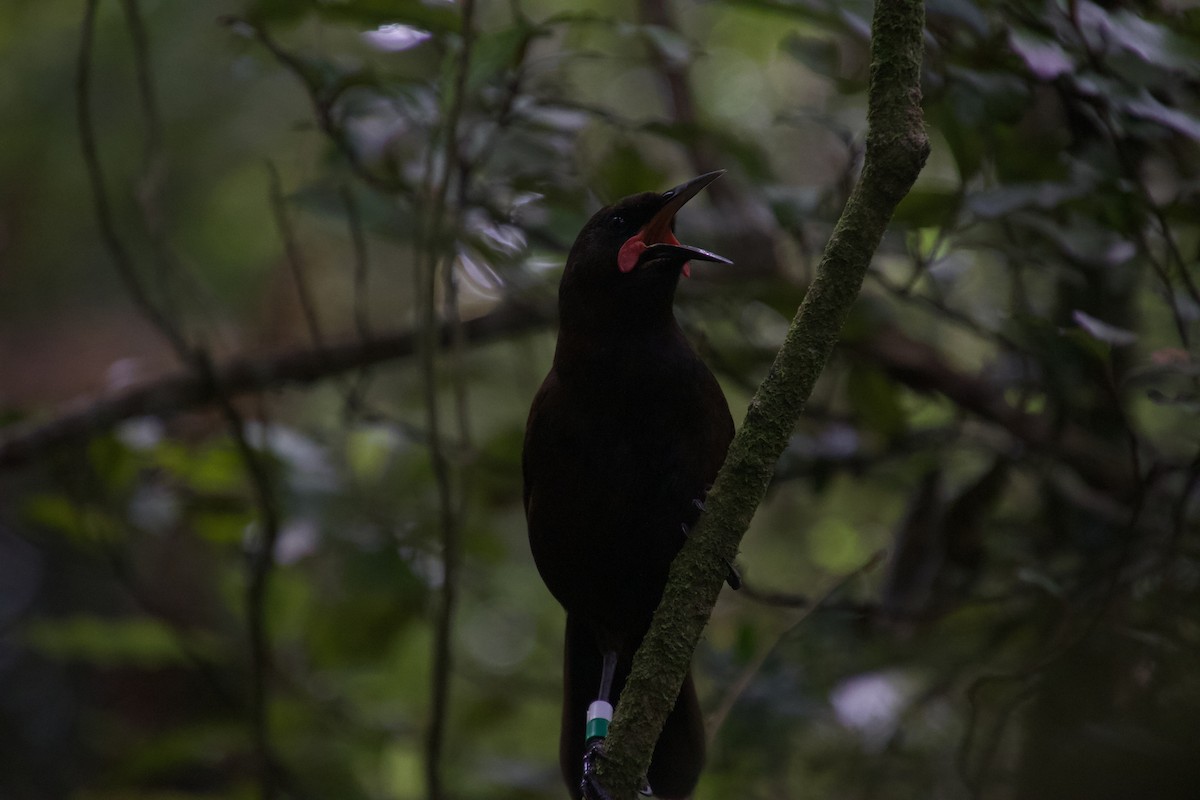 South Island Saddleback - ML646212193