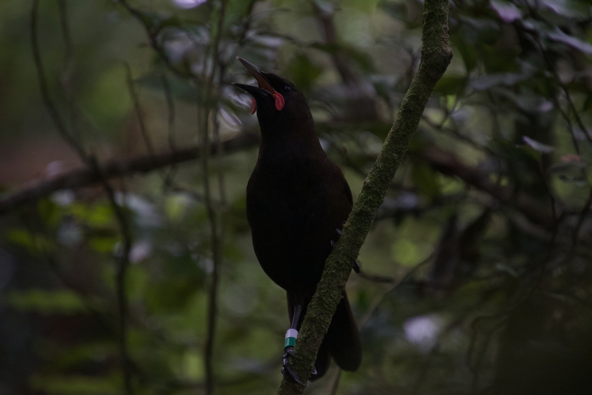 South Island Saddleback - ML646212196
