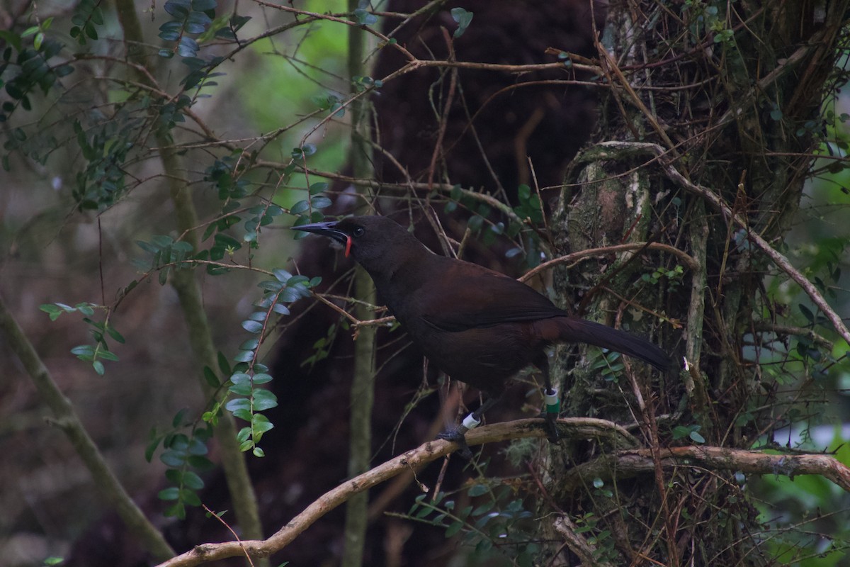 South Island Saddleback - ML646212197