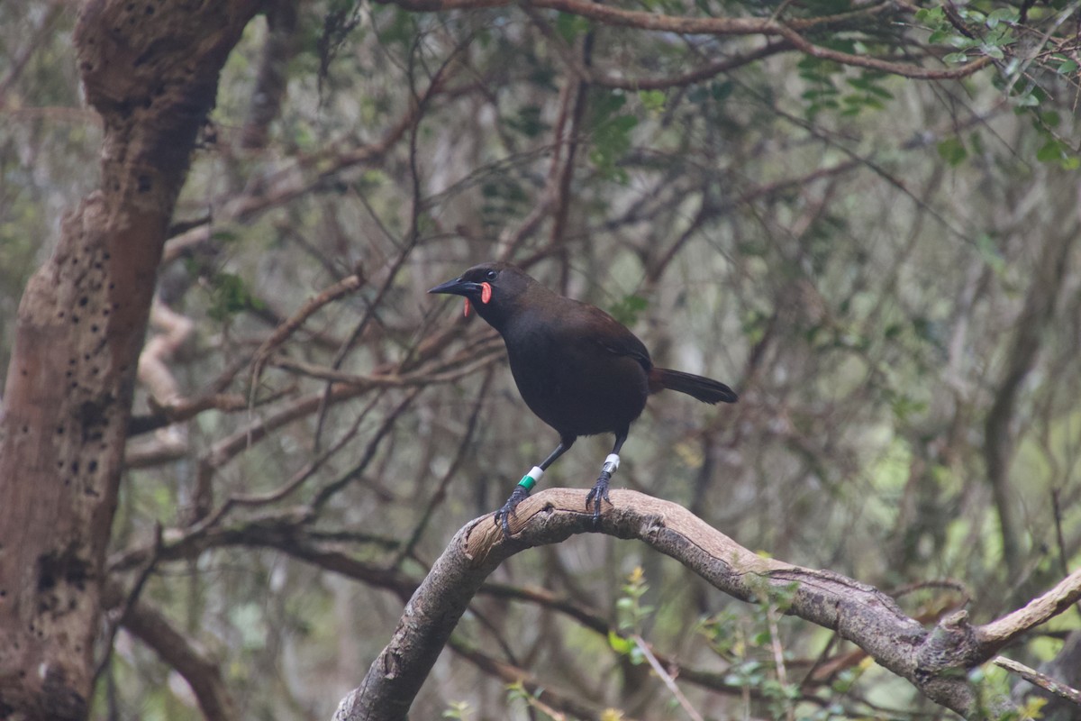 South Island Saddleback - ML646212198