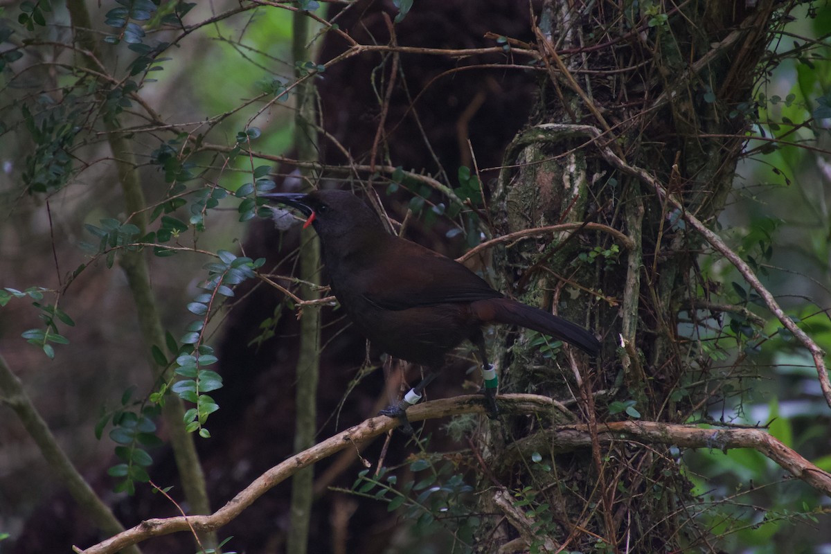 South Island Saddleback - ML646212199