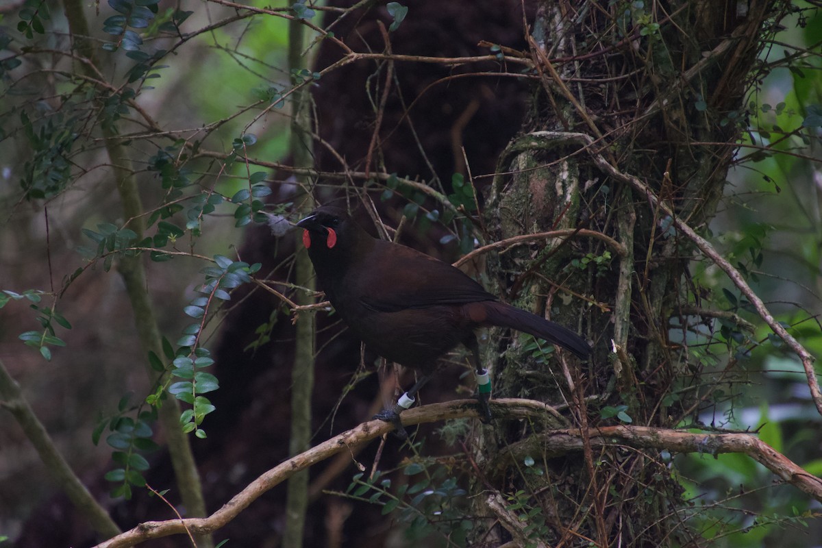 South Island Saddleback - ML646212200