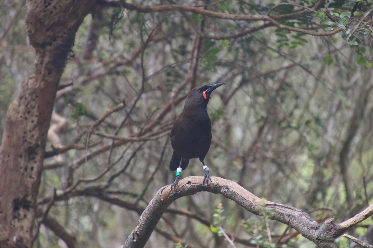 South Island Saddleback - ML646212201