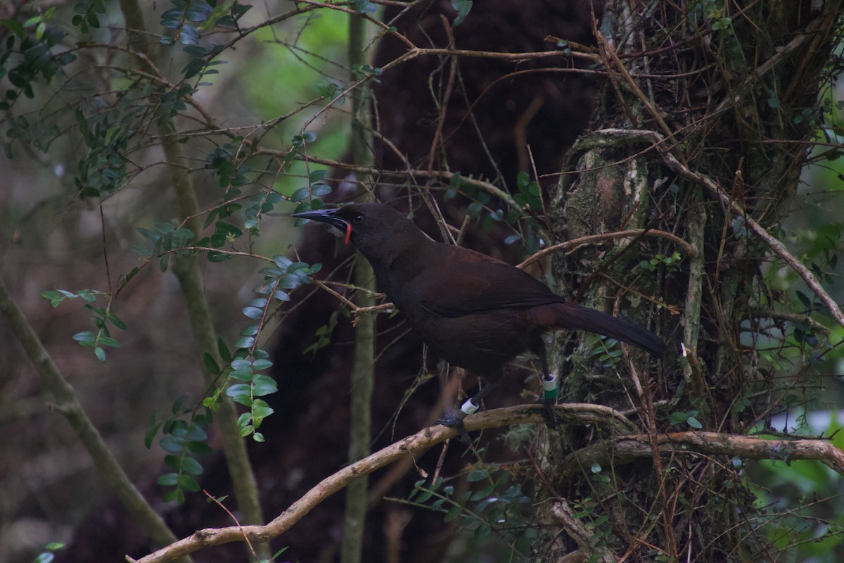 South Island Saddleback - ML646212202