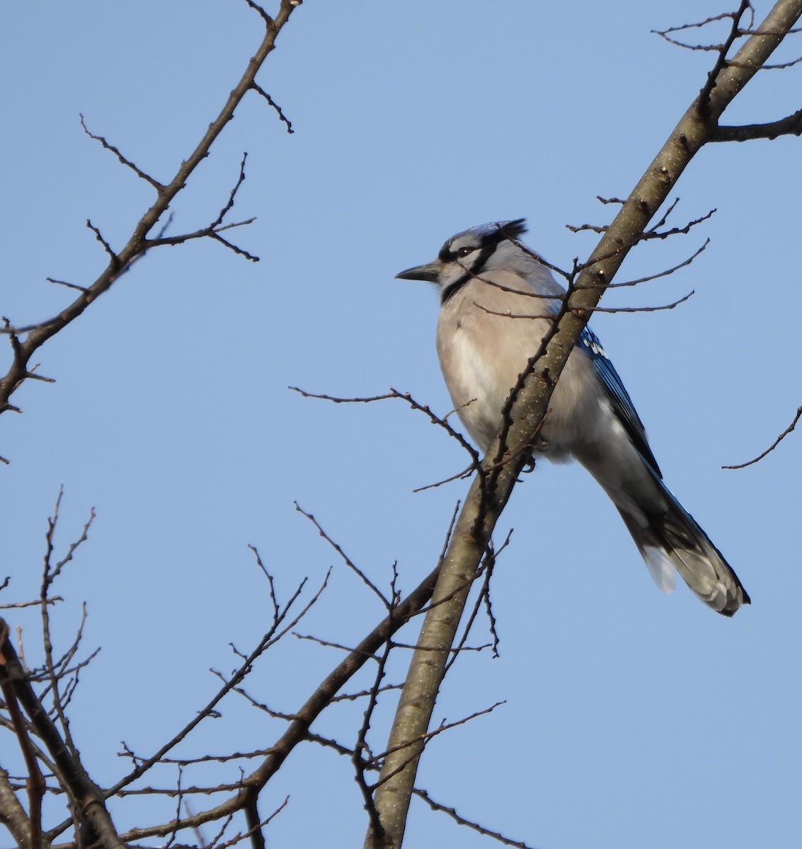 Blue Jay - ML646212203