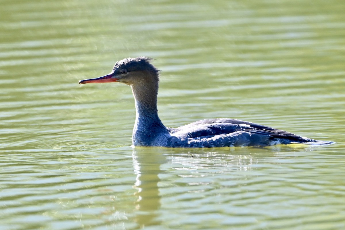 Red-breasted Merganser - ML646212204