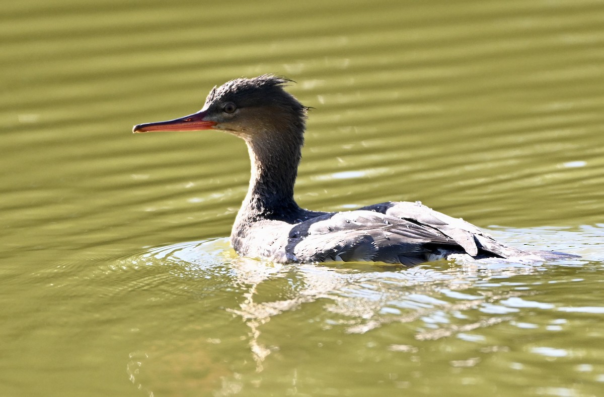 Red-breasted Merganser - ML646212205