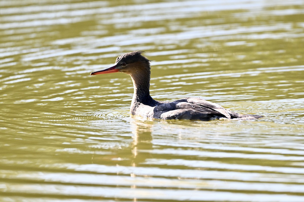 Red-breasted Merganser - ML646212206