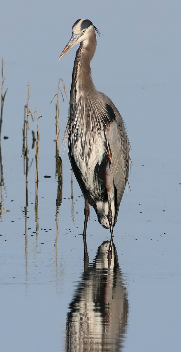 Great Blue Heron - ML646212207