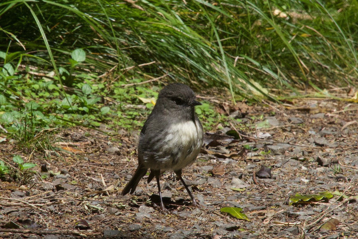 South Island Robin - ML646212208