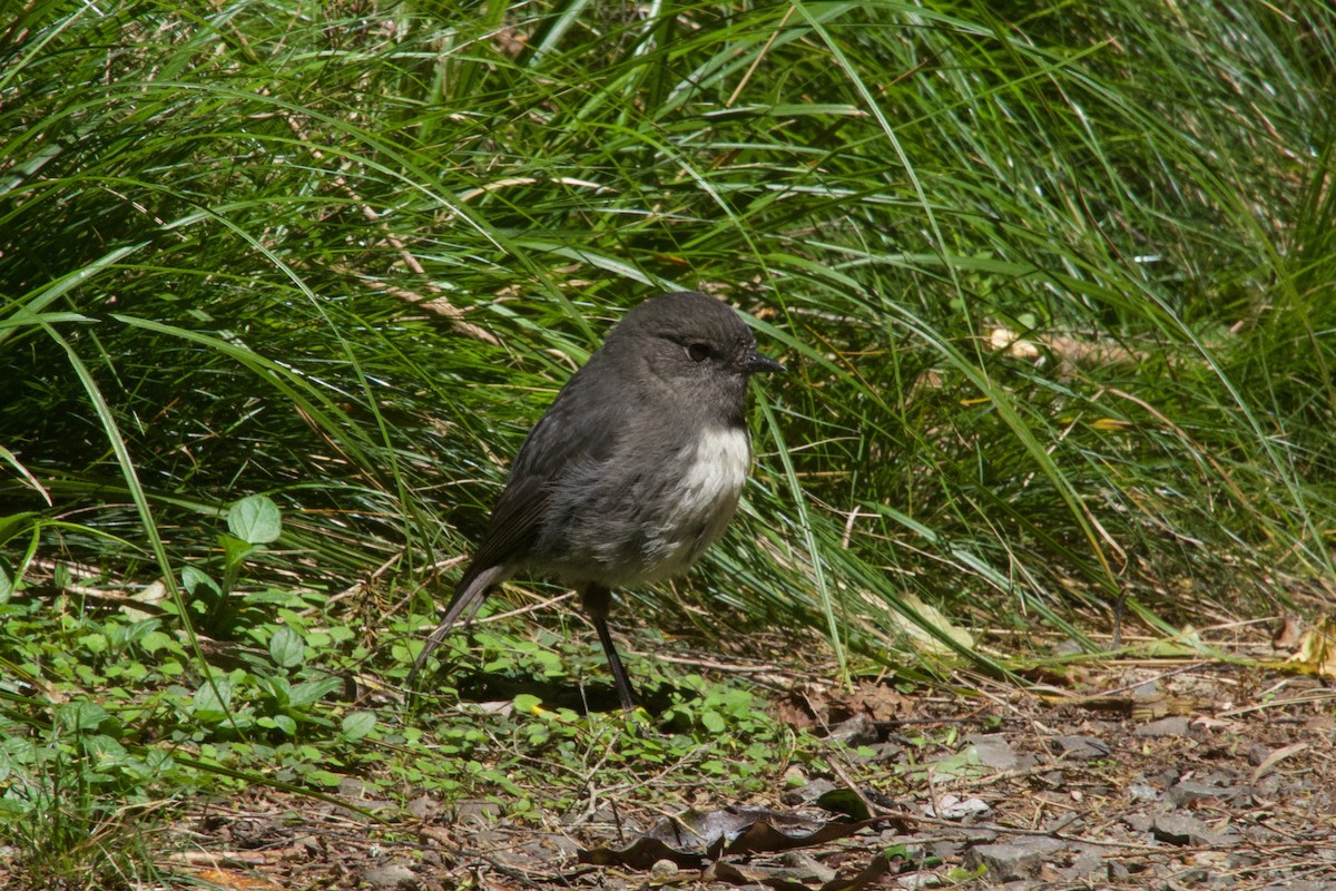 South Island Robin - ML646212209