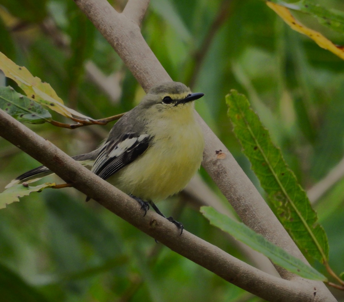 Lesser Wagtail-Tyrant - ML646212212