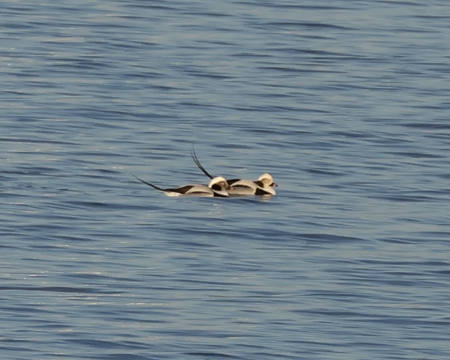 Long-tailed Duck - ML646212213