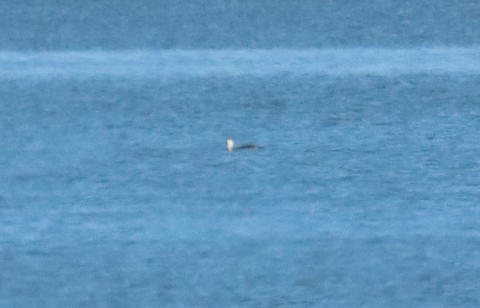 Red-throated Loon - ML646212215