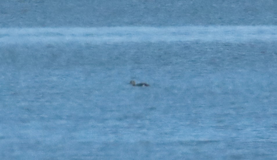 Red-throated Loon - ML646212216