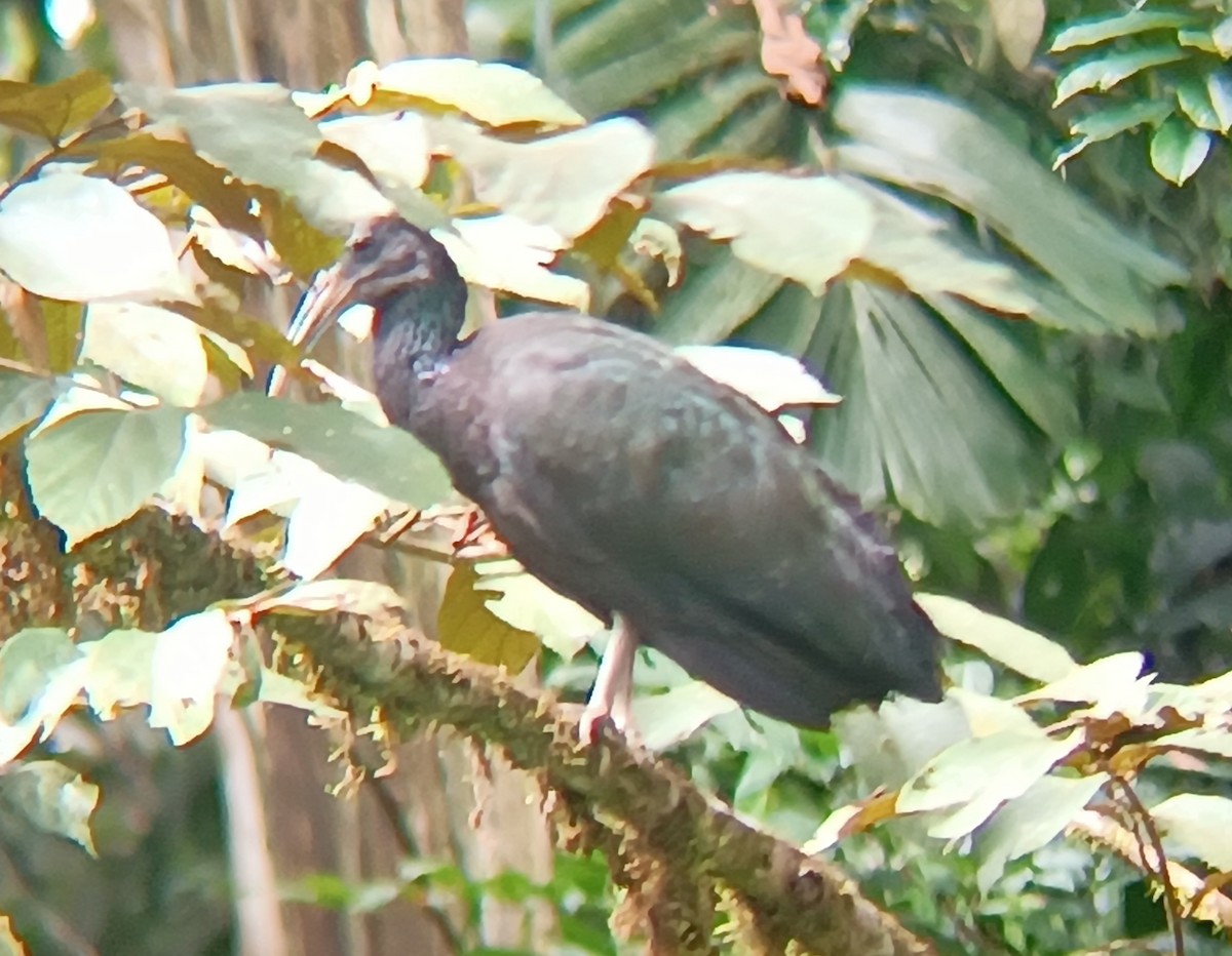 Green Ibis - ML646212217