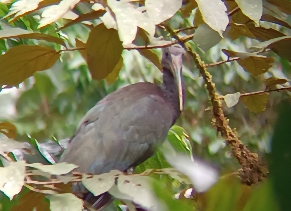 Green Ibis - ML646212218