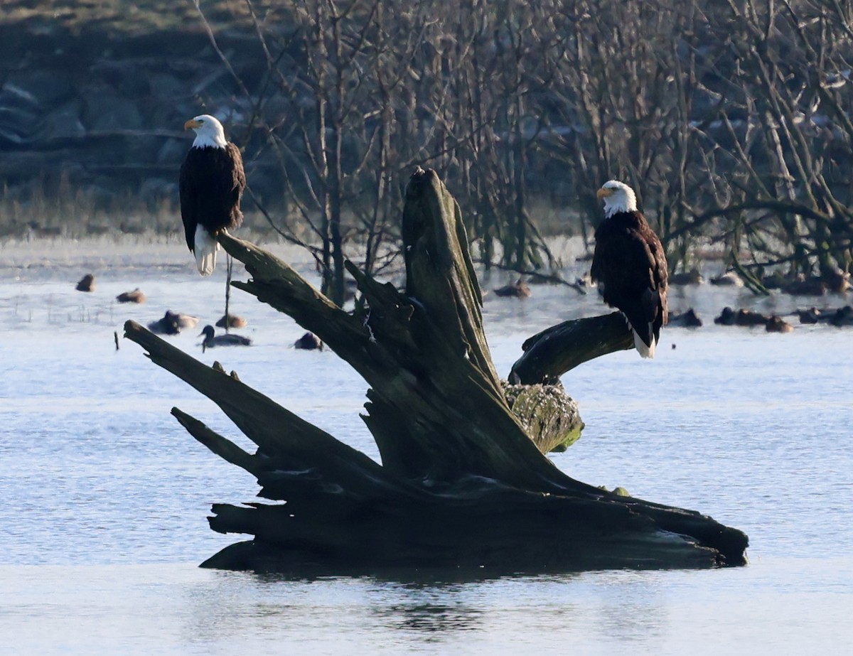 Bald Eagle - ML646212219