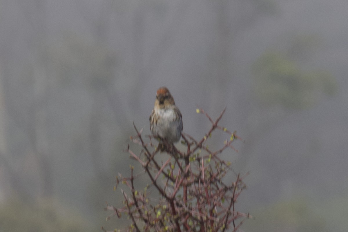 Redpoll (Lesser) - ML646212224