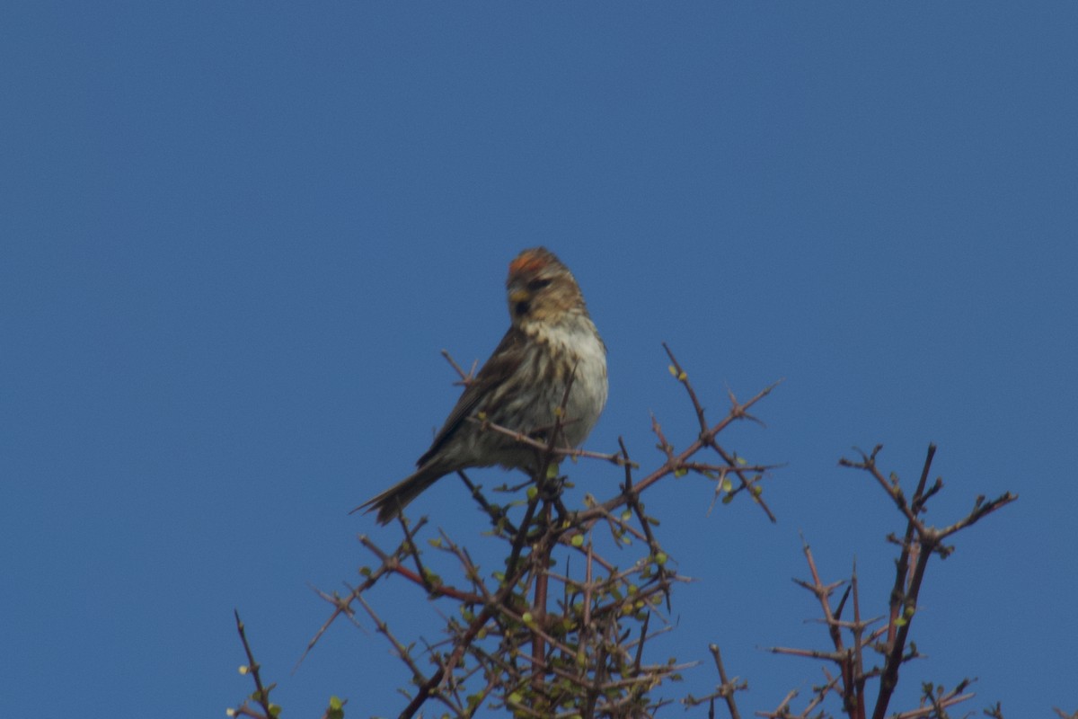 Redpoll (Lesser) - ML646212225