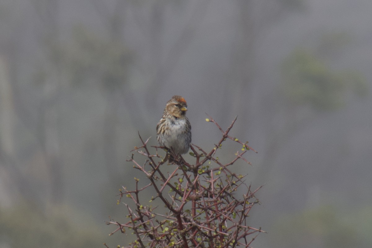 Redpoll (Lesser) - ML646212226