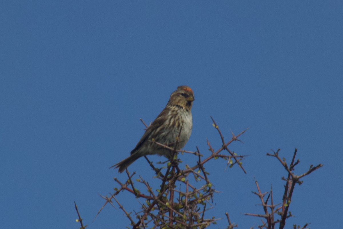 Redpoll (Lesser) - ML646212227