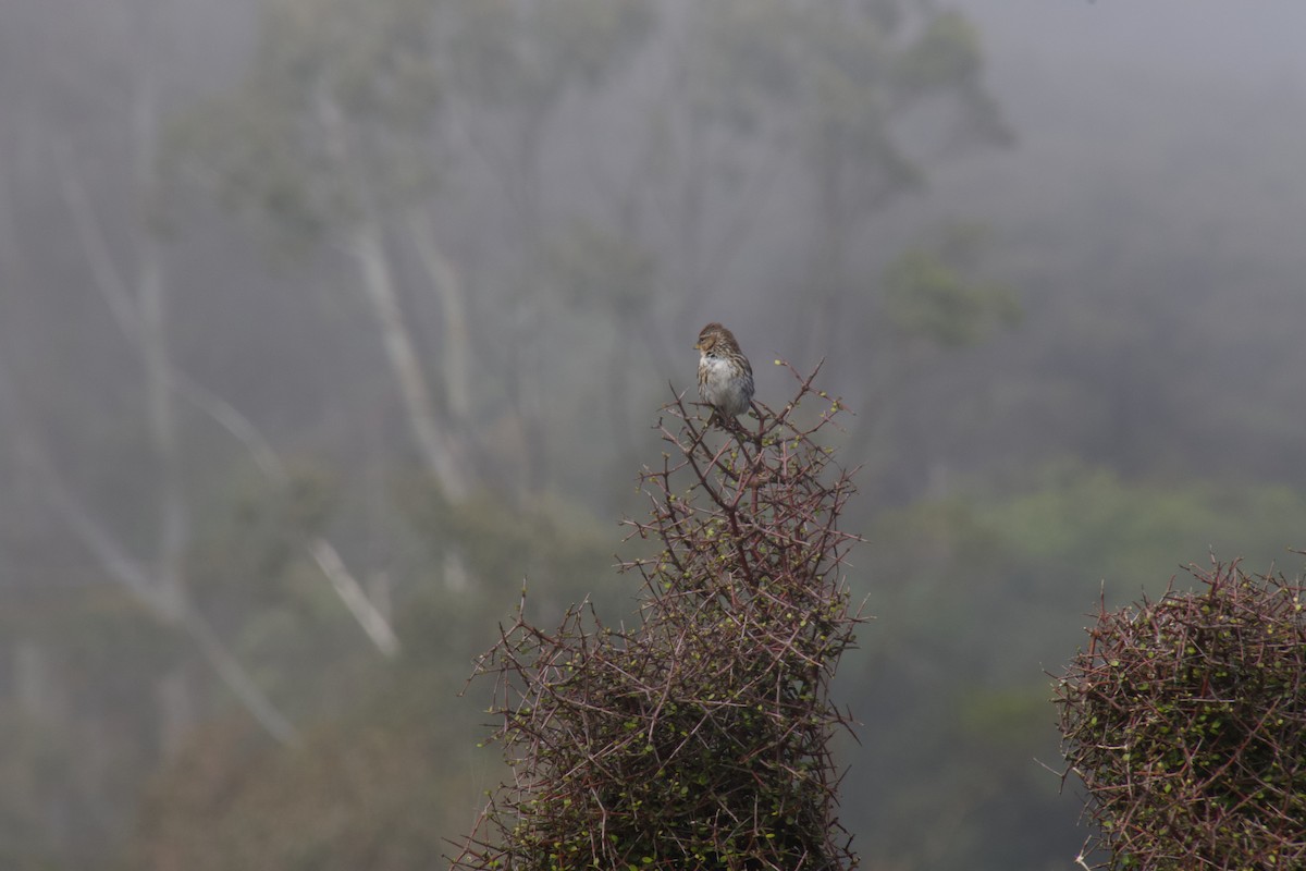 Redpoll (Lesser) - ML646212228