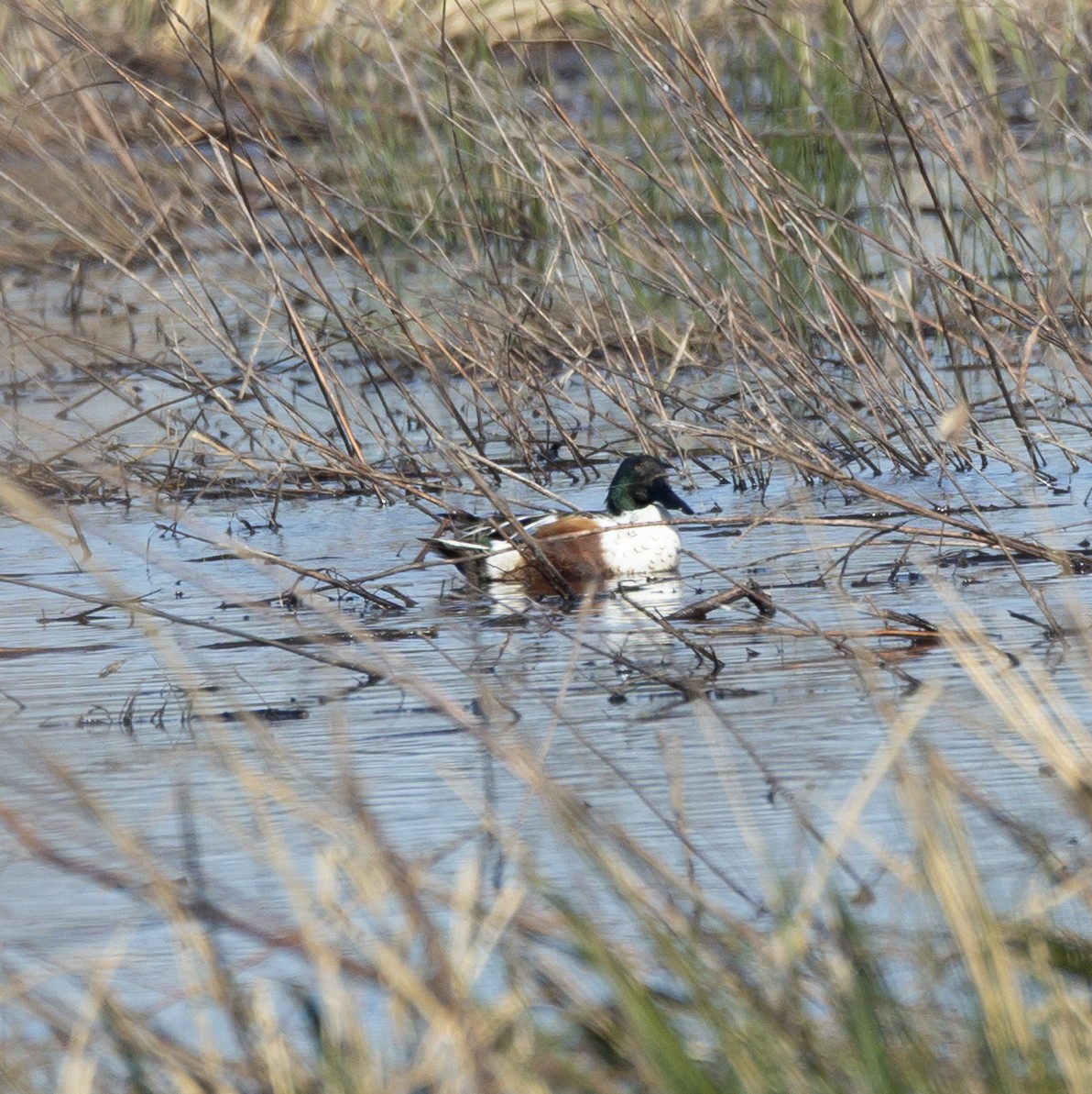 Northern Shoveler - ML646212229