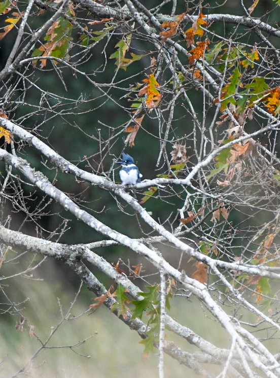 Martin handi iparramerikarra - ML646212230