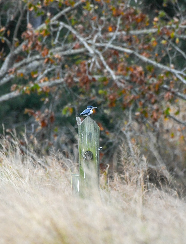 Martin handi iparramerikarra - ML646212231