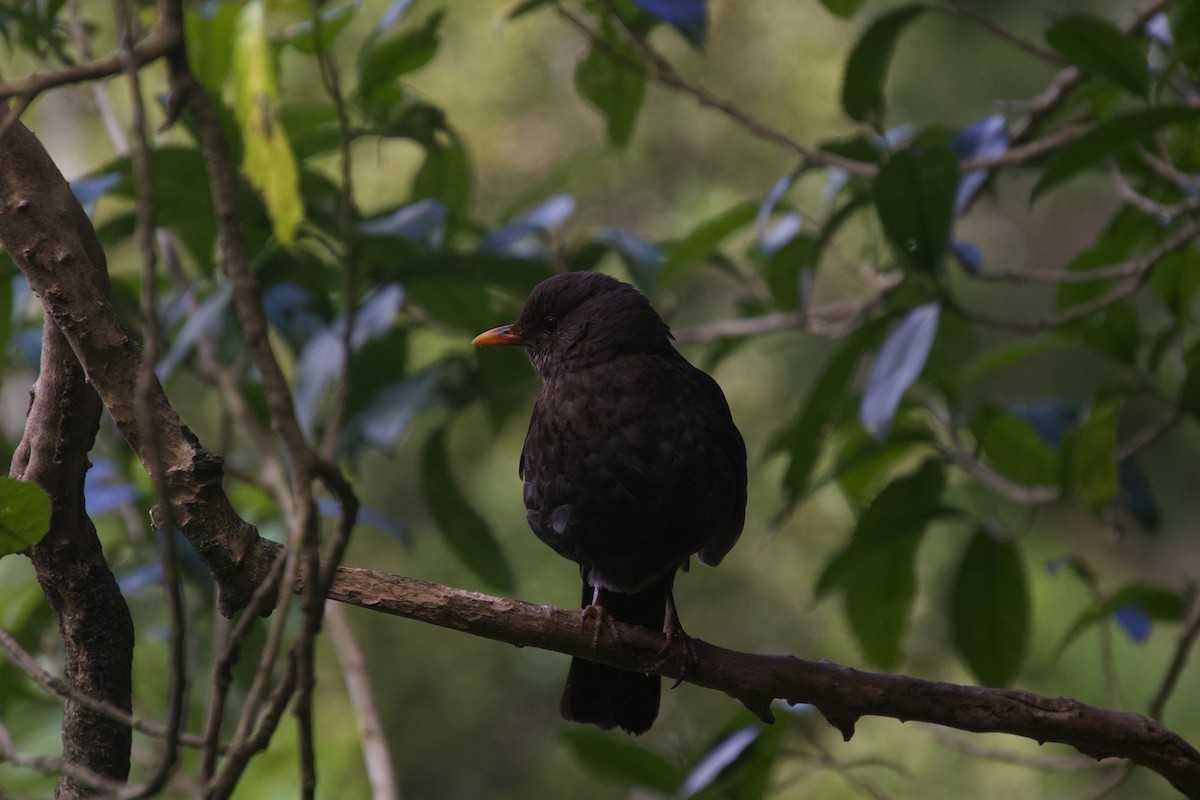 Eurasian Blackbird - ML646212234