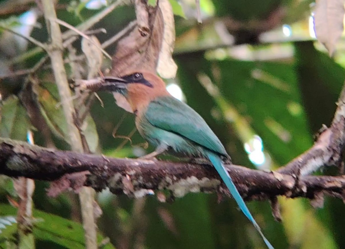 Broad-billed Motmot - ML646212237