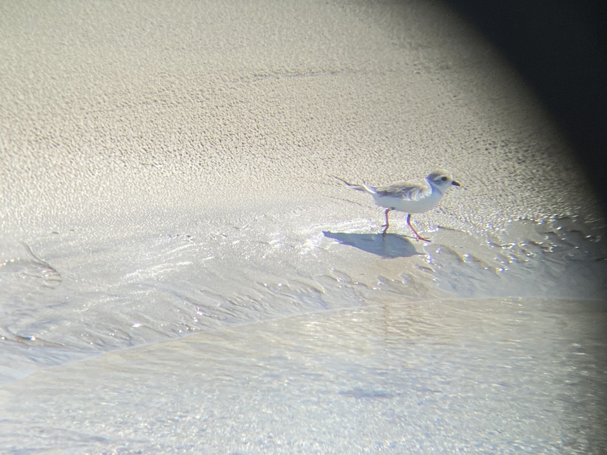 Islıkçı Cılıbıt - ML646212243