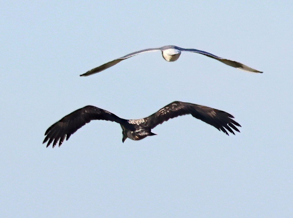 Larinae sp. - ML646212245