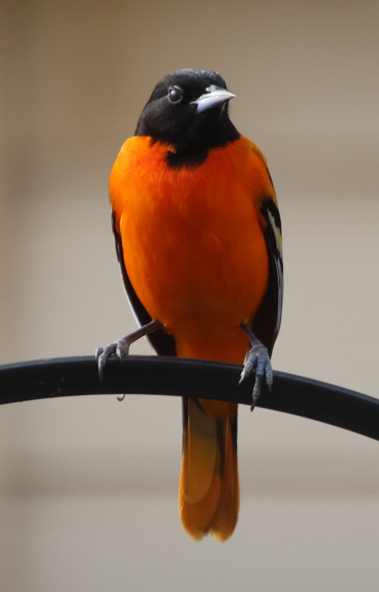 Балтиморский трупиал - ML646212248