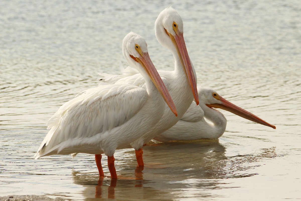 Amerika Pelikanı - ML646212254