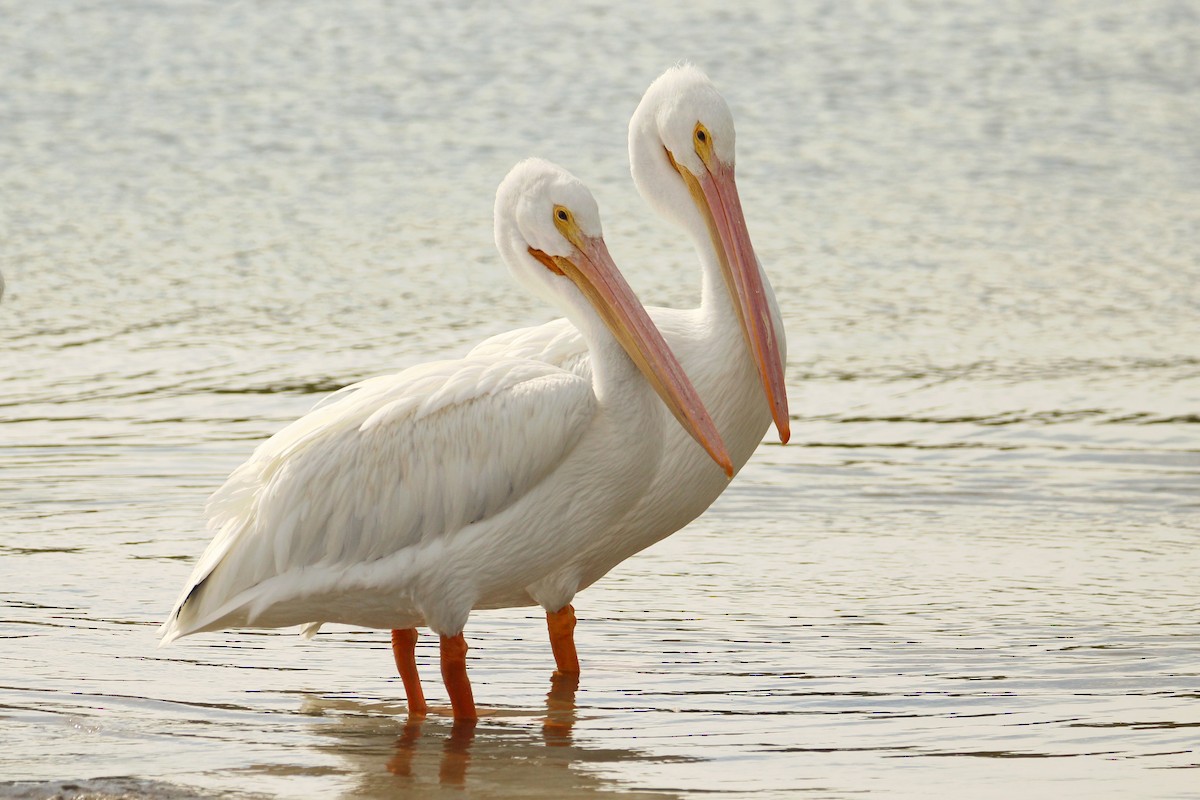 Amerika Pelikanı - ML646212257