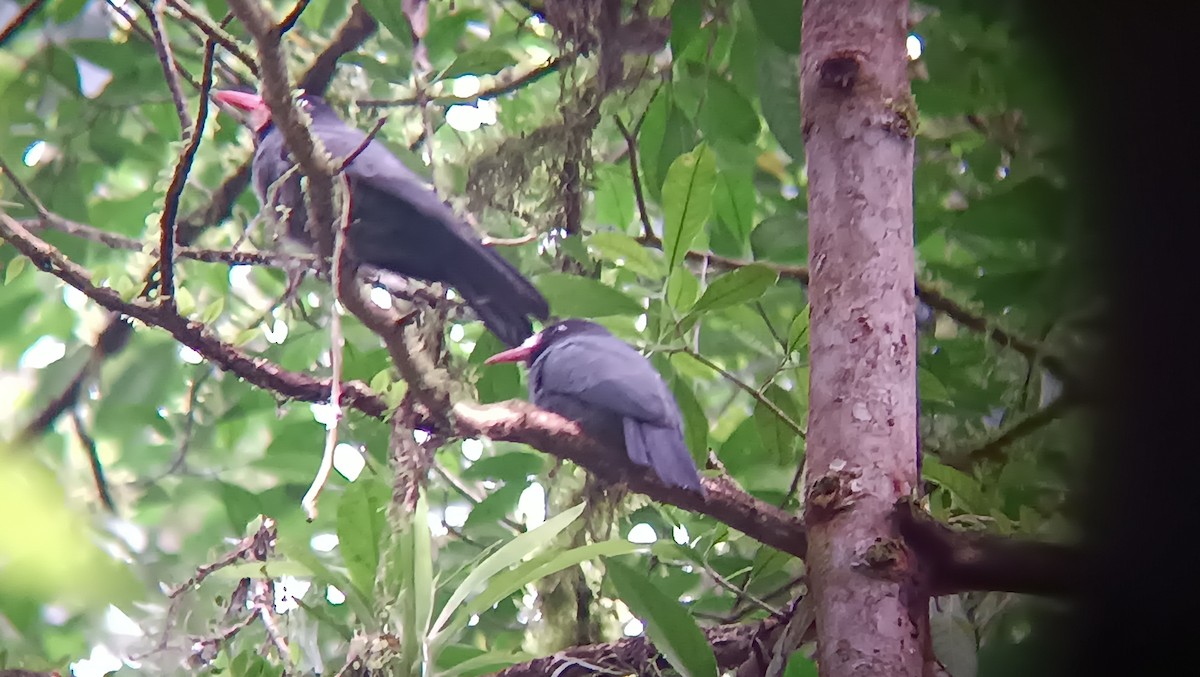 White-fronted Nunbird - ML646212260