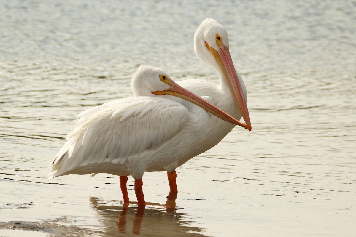 Amerika Pelikanı - ML646212267