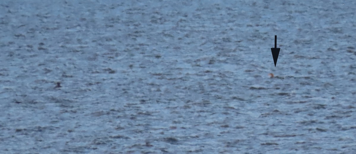 İnce Gagalı Dalgıç - ML646212276