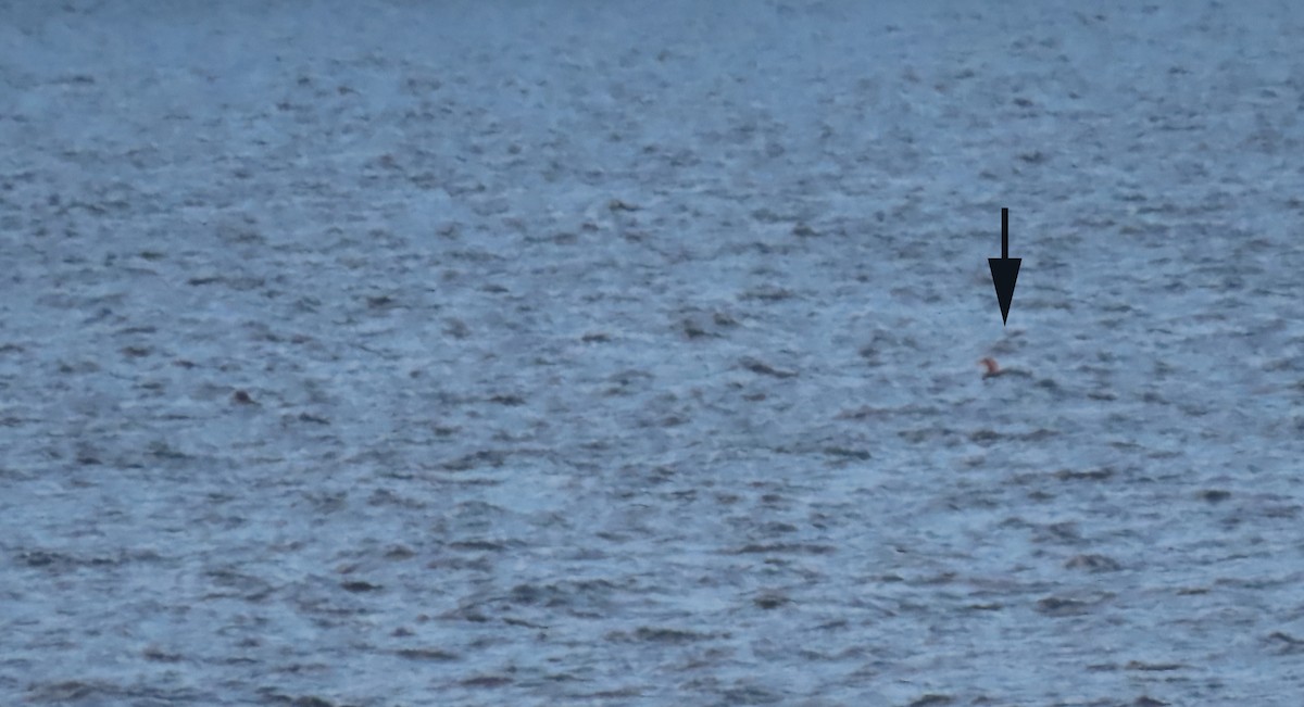 İnce Gagalı Dalgıç - ML646212277